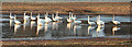 NJ2362 : Whooper Swans (Cygnus columbianus) by Anne Burgess