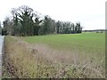 SE5317 : Ivy-covered trees, east of Churchfield Lane by Christine Johnstone