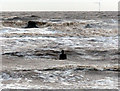 SJ3098 : One of Sir Antony Gormley's iron men at high tide by Norman Caesar