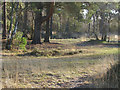 SU8358 : Pine woods, Yateley Common by Alan Hunt