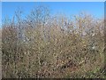 SJ7856 : Catkins at Christmas by Stephen Craven