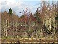 SJ7957 : Tree nursery by Stephen Craven