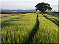  : Barley, Hunsonby by Andrew Smith