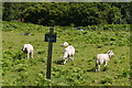 SH6515 : 'Sycamore' pitch in the Family Fields at Graig Wen campsite by Phil Champion