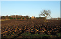 NZ4030 : Ploughed field with lone tree by Trevor Littlewood