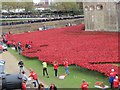 TQ3380 : Poppies at the Tower 3 by Bill Nicholls