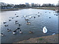 TQ4086 : Jubilee Pond, Wanstead Flats by Marathon