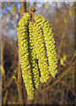 TA0223 : January Catkins by David Wright