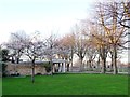 TQ3877 : Cherry tree blossoming in January, Greenwich by Christine Johnstone