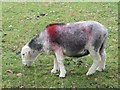 NY4219 : Herdwick sheep grazing at Bridge End by Graham Robson