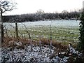 SJ4660 : Roadside hedge, south side, Chester Road by Christine Johnstone