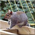 SJ9593 : Grey squirrel (Sciurus carolinensis) by Gerald England