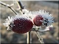 TQ2896 : Hoar Frost on Branch, Trent Park, London N14 by Christine Matthews