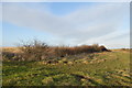 SJ8047 : Silverdale Country Park: hawthorn hedge on Waste Farm Meadows by Jonathan Hutchins