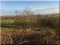 SJ8147 : Black Bank: copse below trig point by Jonathan Hutchins