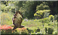 SD1096 : Falconry Display, Muncaster Castle, Cumbria by Christine Matthews