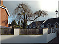 SX9575 : Weeping ash in a garden, Channel View Lane, Holcombe by Robin Stott