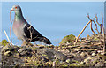 J3675 : Feral pigeon with twig, Victoria Park, Belfast (February 2015) by Albert Bridge