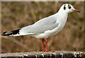 J4774 : Black-headed gull, Kiltonga, Newtownards - February 2015(1) by Albert Bridge