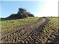 SU0317 : Pentridge: muddy tyre tracks on Pentridge Hill by Chris Downer