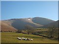 SD6297 : Rough Fell sheep below Fell Head by Karl and Ali