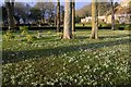 NC8500 : Scottish Snowdrop Festival 2015 - Dunrobin Castle Gardens (2) by Andrew Tryon