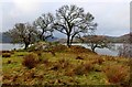 NS0274 : Rocky knoll with oaks at the Kyles of Bute by Alan Reid