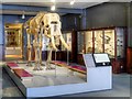 SJ8496 : Manchester Museum - The Manchester Gallery by David Dixon