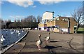 TQ2472 : Geese with Pink Feet by Des Blenkinsopp