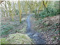 SE0822 : The Calderdale Way in North Dean Wood by Humphrey Bolton