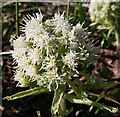 NJ5340 : White Butterbur (Petasites albus) by Anne Burgess