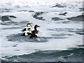 NU1935 : Cuddy Duck (Common Eider) off Islestone, Bamburgh by Andrew Curtis