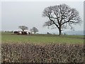 SE2947 : Cattle at a feeder, east of Healthwaite Hall by Christine Johnstone