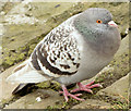 J3675 : Feral pigeon, Victoria Park, Belfast - March 2015(4) by Albert Bridge