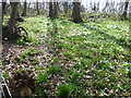 TQ4878 : Wild daffodils in Lesnes Abbey Woods by Marathon