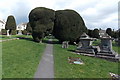 SO8609 : Yews in St Mary's churchyard, Painswick by Jaggery