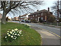 NZ4061 : Daffodils in Whitburn by Malc McDonald