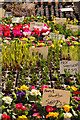 SP9225 : Flower stall by Richard Croft