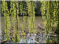 TQ2897 : Weeping Willow, Trent Park, Cockfosters, Hertfordshire by Christine Matthews