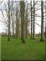 SU8686 : Avenue of trees near the Thames by David Purchase