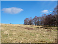 NS2589 : Slope with trees near Garelochhead by Trevor Littlewood