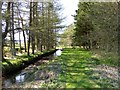 NT3407 : Picnic site, Craik Forest by Oliver Dixon