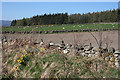 NO7393 : Fields near Cairnshee Wood by Anne Burgess