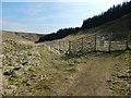 NS4377 : Lang Craigs Woodland: a new fence by Lairich Rig