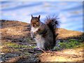 SD8303 : Squirrel by the Boating Lake at Heaton Park by David Dixon