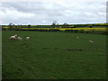 NT9941 : Sheep grazing, Bowsden by JThomas