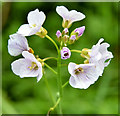 J4947 : Wildflower by the Quoile, Downpatrick (May 2015) by Albert Bridge