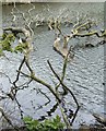 SS8086 : Dead tree in Margam Lake by eswales