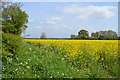 SK8786 : Oilseed Rape field near Upton by Julian P Guffogg