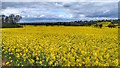 SK6402 : Rapeseed Field by Mick Garratt